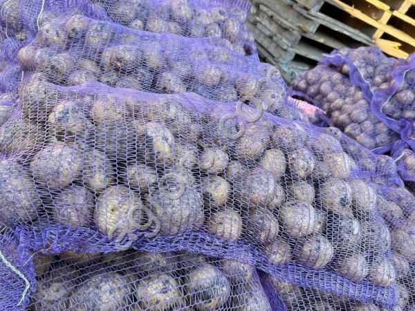 Картофель от производителя