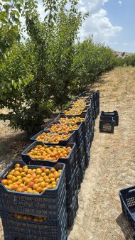 Абрикосы свежие Турция (Мут)