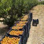 Абрикосы свежие Турция (Мут)