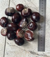 Конский каштан