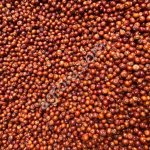 Можжевеловая ягода