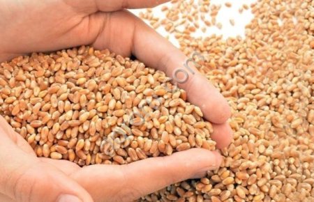 Ячмень фуражный