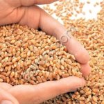 Ячмень фуражный