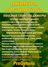 Фиточай Джинура Прокумбенс. Гинура. Сушёный лист.