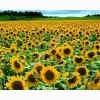 Жмых подсолнечный 36-37% на а.с.в.