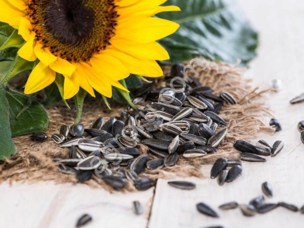 Подсолнечник