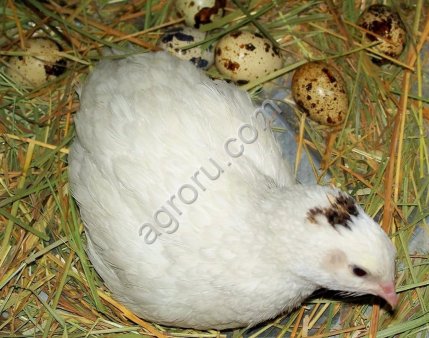 Комбикорм для перепелов ДК 52