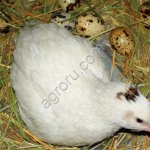 Комбикорм для перепелов ДК 52
