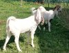 Козы гулаби нубийские (стадо)