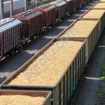 Пшеница 3, 4, 5 класса