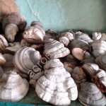 Гриб трутовик