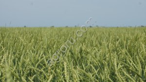 Семена пшеницы Старт
