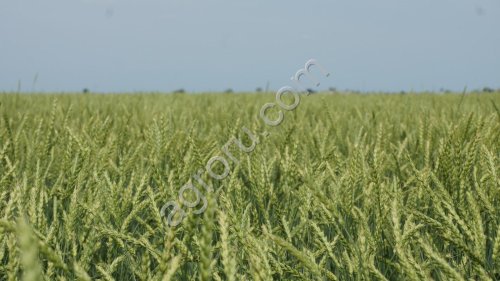 Семена пшеницы Старт