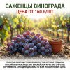 Саженцы винограда