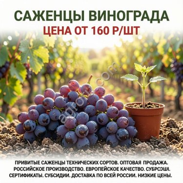Саженцы винограда