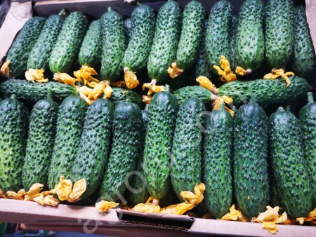 огурцы сорт Меренга