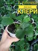 Саженцы клубники (земляника садовая) ремонтантная
