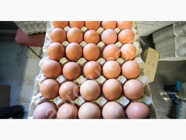 Куриное яйцо