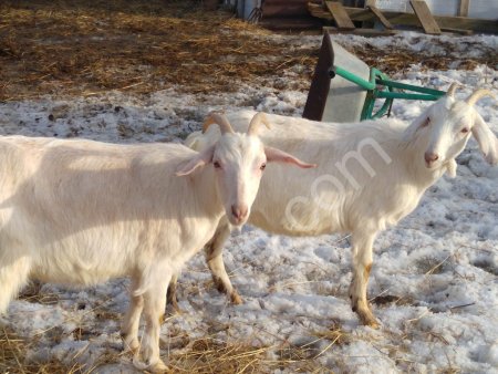 нубийских коз