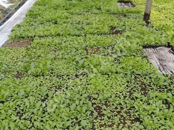 Рассады пекинской капусты