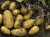 Картофель оптом от производителя урожай 2018 года