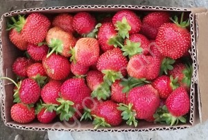 Саженцы клубники