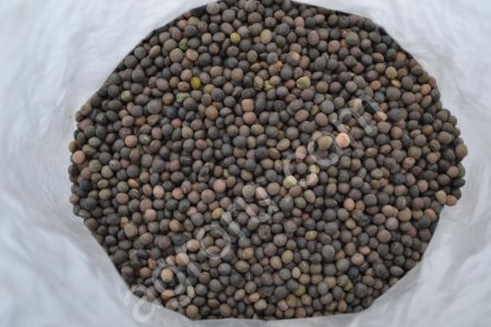 Семена Вики