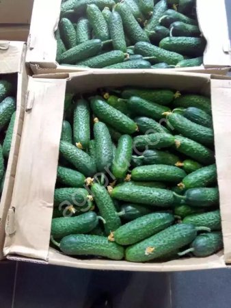 Огурцы от производителя