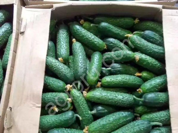 Огурцы от производителя
