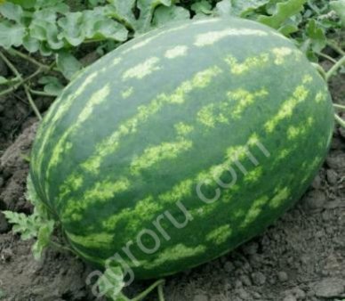 Семена арбуза Амфион