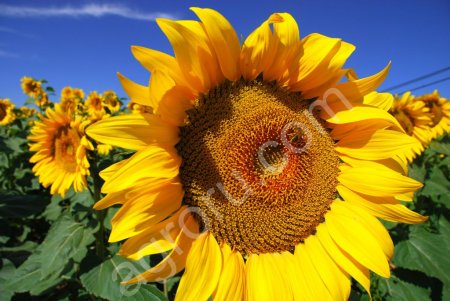 Гибриды семян подсолнечника Лимагрейн (Limagrain)