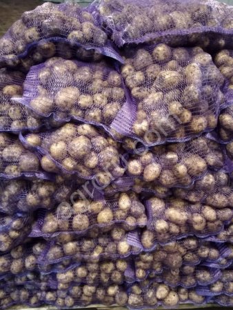 Картофель Гала