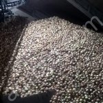 Лук репчатый оптом