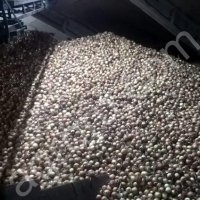 Лук репчатый оптом