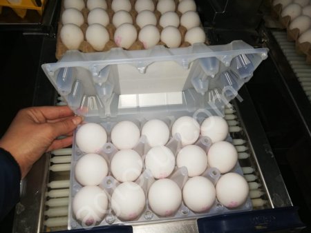 яйцо куриное