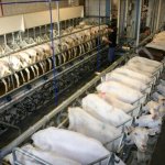 Доильный зал любой комплектации для коз, овец, крс.