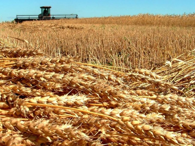 Краткий обзор рынка зерна