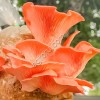 мицелии грибов
