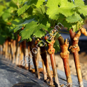 Саженцы винограда привитые технических винных сортов