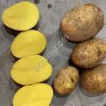 Картофель Гала