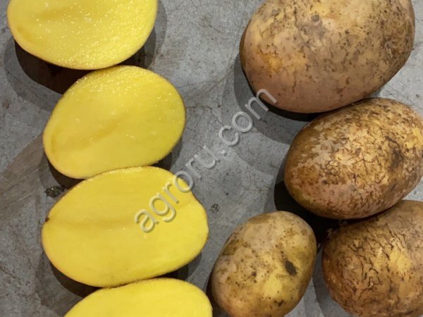 Картофель Гала