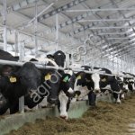 Бычки на откорм