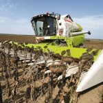 Подсолнечник