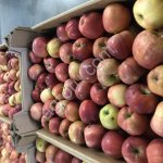 Яблоки 2 сорт