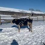 Телки черно пестрой породы