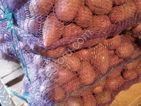 Картофель оптом свежий