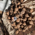 Редька черная ночька Крупный ОПТ