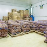 Картофель оптом Бернина