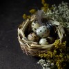 Яйцо инкубационное перепелиное Японский перепел
