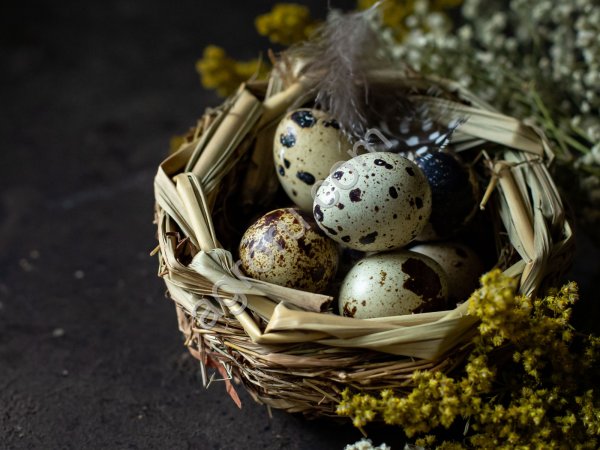 Яйцо инкубационное перепелиное Японский перепел